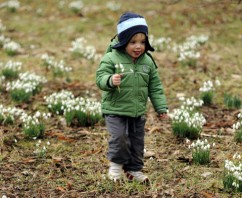 Spring Has Sprung in Edinburgh’s Botanic Gardens