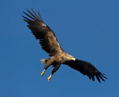 Sea Eagles doing well in Scotland