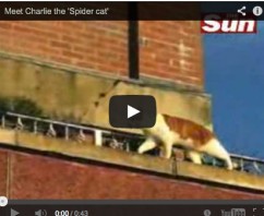 Scottish Spider Cat