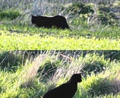 The Beast of Duffus Caught on Camera