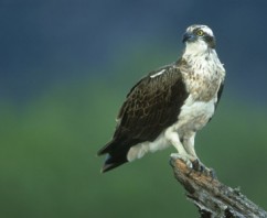 Scotland’s Oldest Osprey Hatches Chicks 45 and 46