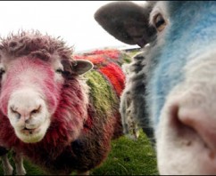The Year of Sheep – Scots Protest against The Highland Clearances