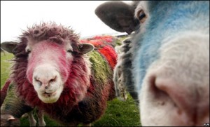 Scotland's sheep industry is worth more than £165m