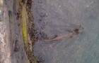 Amazing Wildlife on Mull