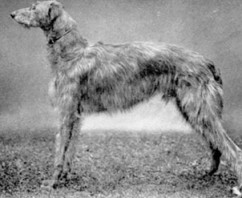 The Grey Dog of Meoble and Clan MacDonald