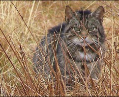 Mystery of Wild Cat on Mull