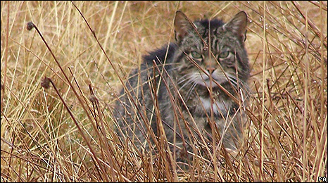 Scottish Wildcat