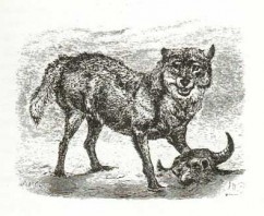 MacQueen’s battle with the last Wolf
