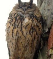 Terrorising Owl at Large in Inverness