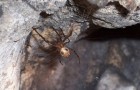 Dunollie Castle Spiders To Be Given Protection