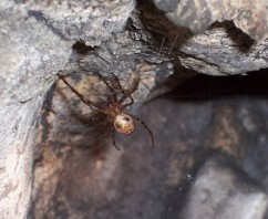 Dunollie Castle Spiders To Be Given Protection