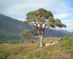 Scots Pine Announced as Scotland’s National Tree
