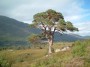 Scots Pine Announced as Scotland’s National Tree