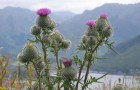 The Flower of Scotland!