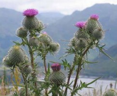 The Flower of Scotland!